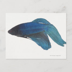 Betta Fish or Male Blue Siamese Fighting Fish Postcard