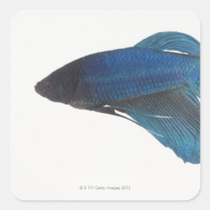 Betta Fish or Male Blue Siamese Fighting Fish Square Sticker