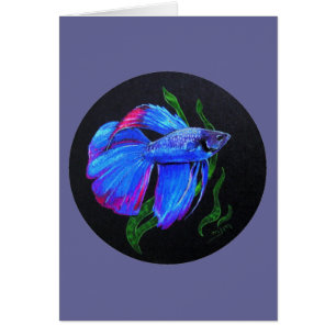 BETTA ! ! ! Poissons de combat siamois