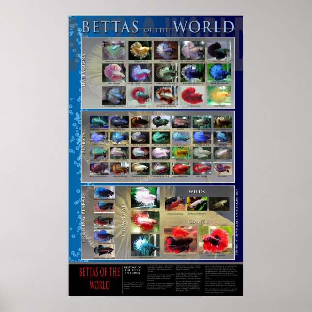 Betta Poster (Front)