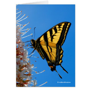 Beurre de queue de tigre occidental sur le Buckeye