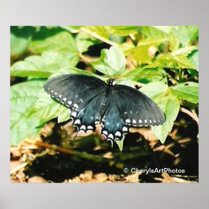Beurre noir blanc Swallowtail Affiches photo