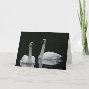 Beutiful Swans Anacortes Thank You Card