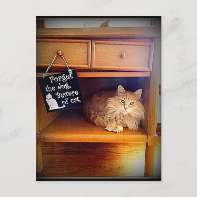 beware of cat postcard (Front)