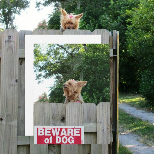 Beware of Cute Dog Postcard (Creator Uploaded)