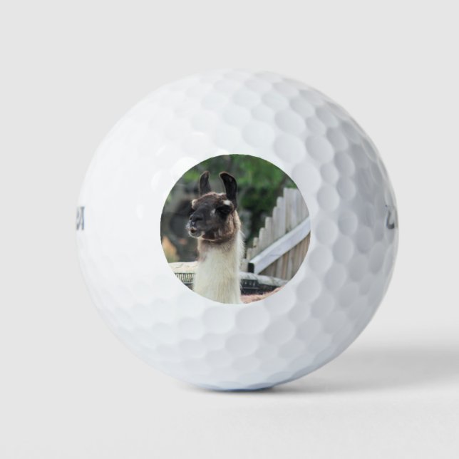 Beware the llama! golf balls (Front)