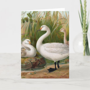 "Bewick Swan" Card