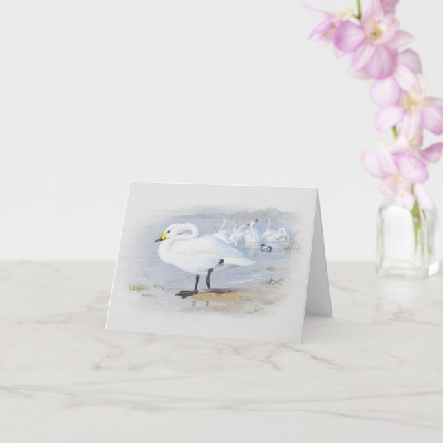  Bewick's swan, Birds illustration Card (Orchid)