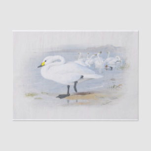  Bewick's swan, Birds illustration Tissue Paper