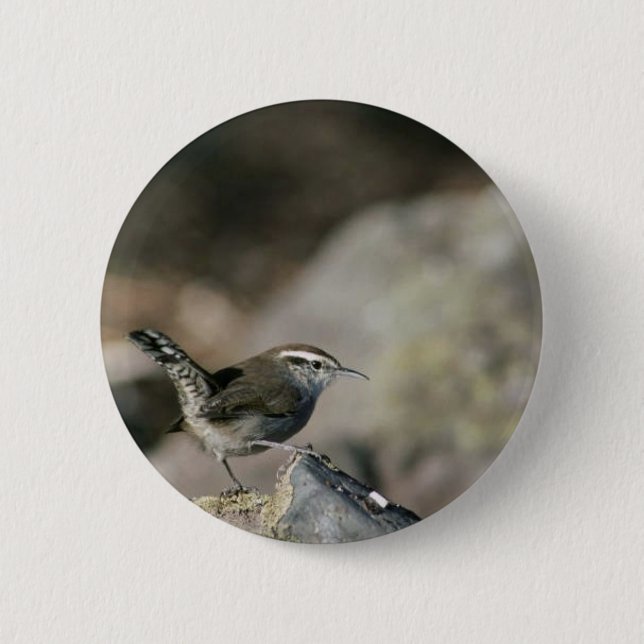 Bewick's wren 2 inch round button (Front)