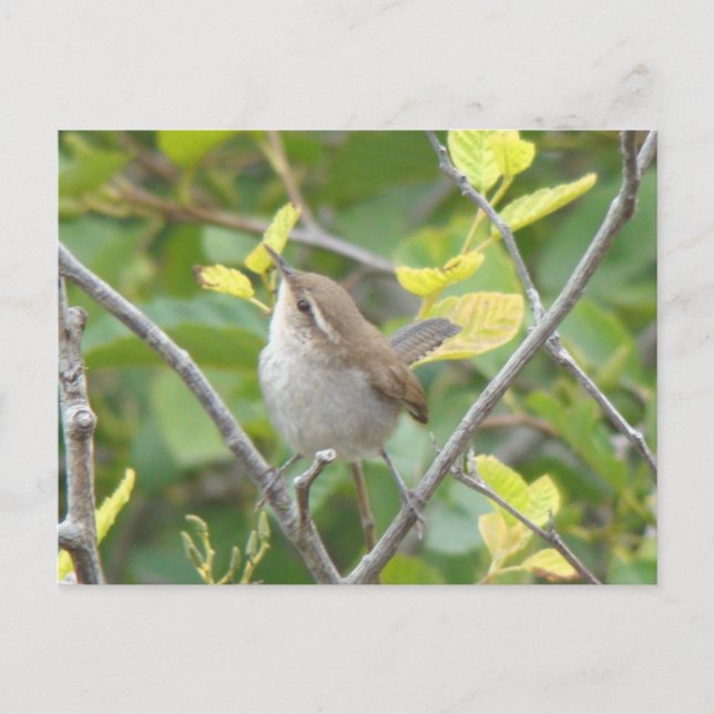 Bewick's Wren Postcard (Front)