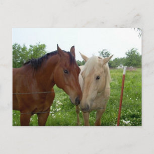 BFF Best Friends Forever - Horses Postcard