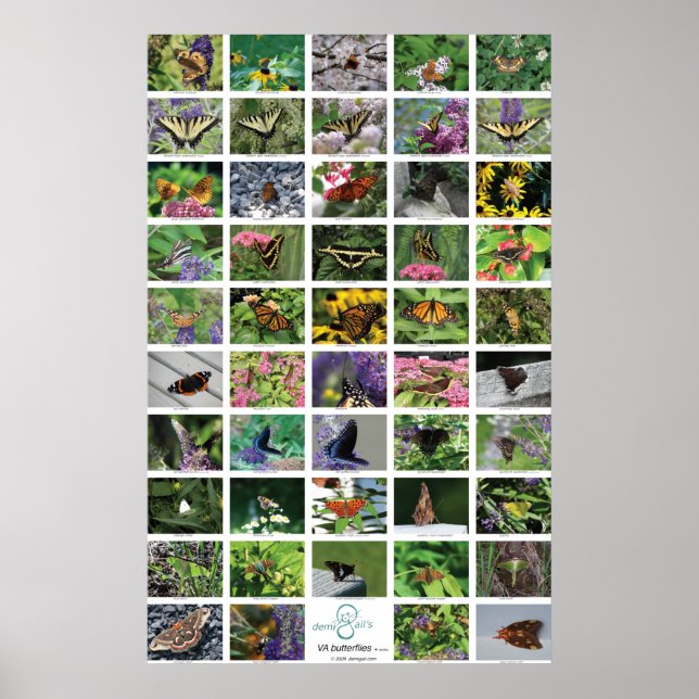 bfly_50_poster poster (Front)