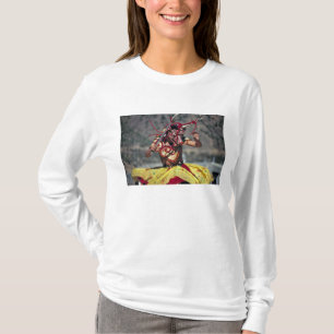 Bhutan, Thimphu. There are a large variety of T-Shirt