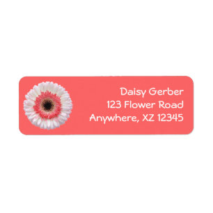 Bi-Colour Gerber Daisy