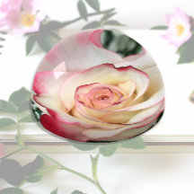 Bi-coloured Blush Rose