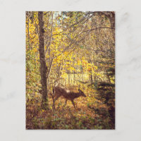 Biche - Parc national du Mont-Tremblant