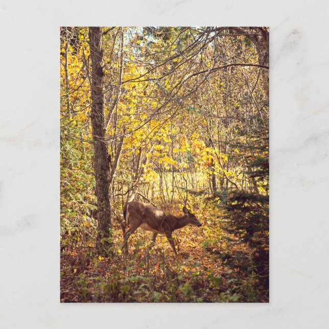 Biche - Parc national du Mont-Tremblant Postcard (Front)