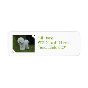 Bichon adorable