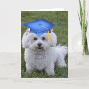 Bichon Blue Graduation Card