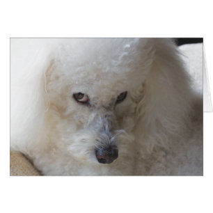 Bichon, coupable - carte de note