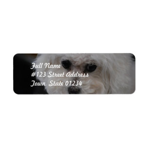 Bichon doux Frise