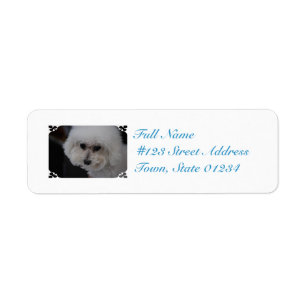 Bichon doux Frise