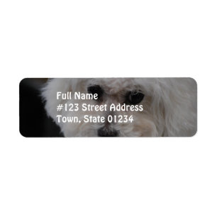 Bichon doux Frise