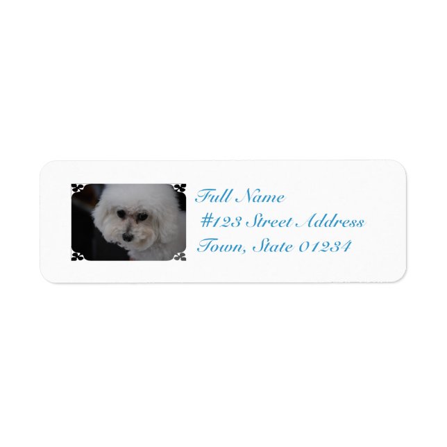 Bichon Frise (Devant)