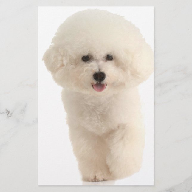 Bichon Frise (Front)