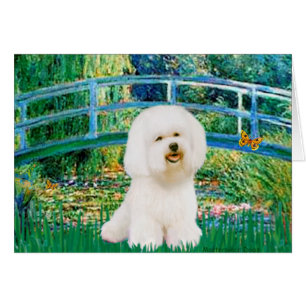 Bichon Frise 1 - Pont
