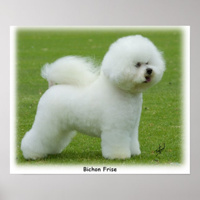 Bichon Frise 9F85D-15 Poster (Front)