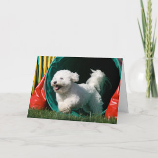 "Bichon Frise Agility" Photo Greeting Card