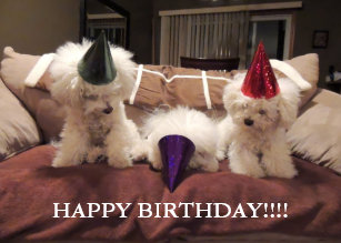 Bichon Frise Birthday Cards Zazzle Ca