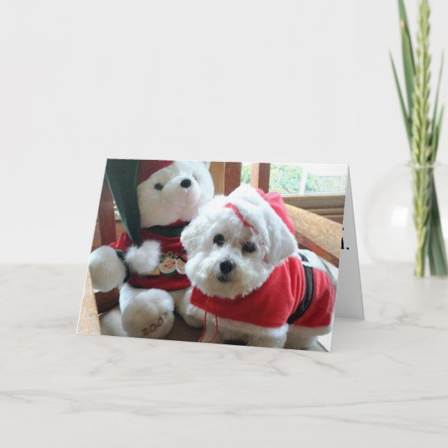 Bichon Frise celebrating in style! Holiday Card (Front)
