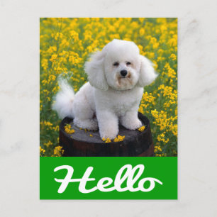 Bichon Frise Chien Chien Chien Bonjour Carte de po