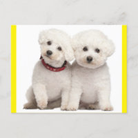 Bichon Frise Chien Chien Chien Vierge Carte postal