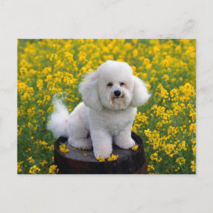 Bichon Frise Chien Chien Noir Carte de poste de vo