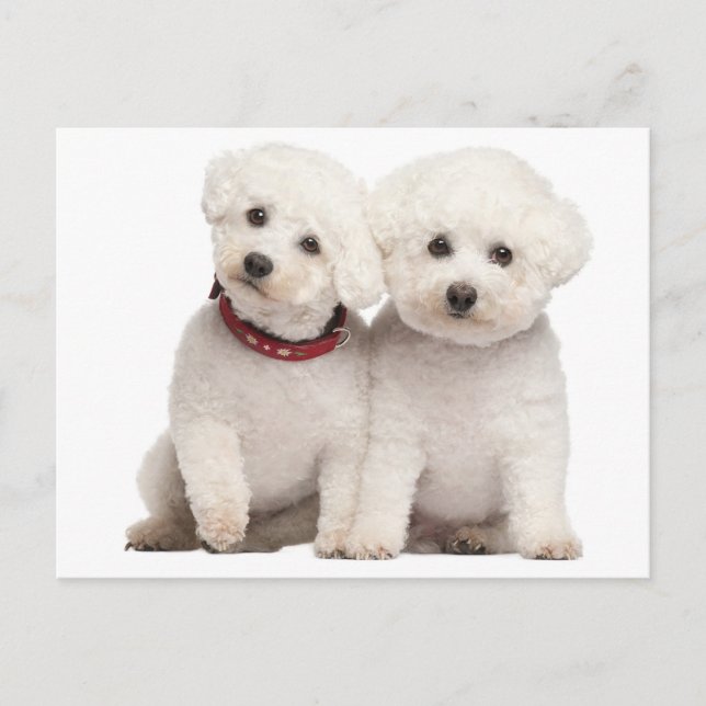 Bichon Frise Chien Chien Noir Carte de poste de vo (Devant)
