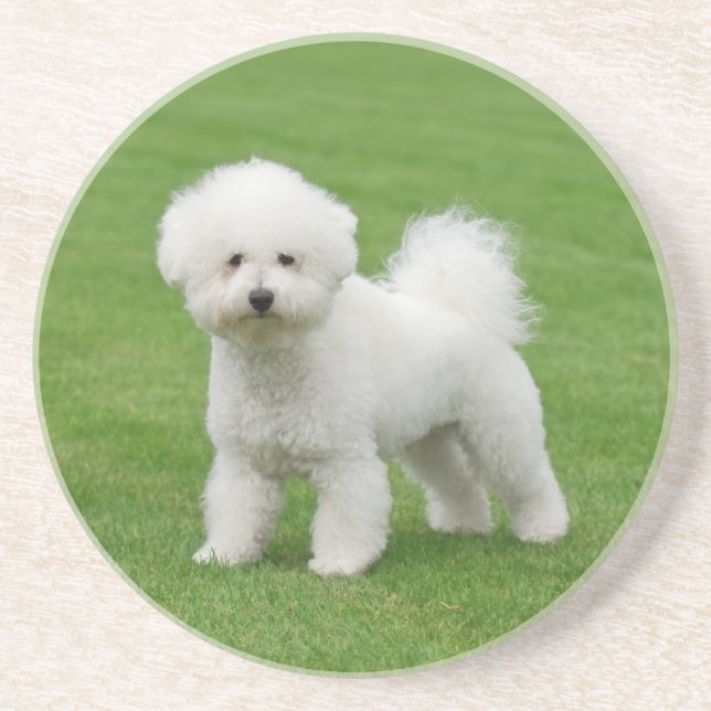 Bichon Frise Coaster (Front)