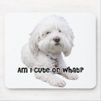 Bichon Frise Dog