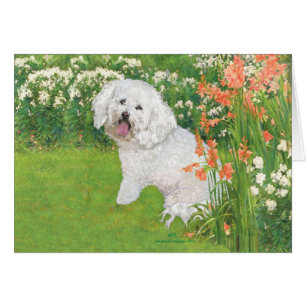 Bichon Frise Fantaisie Corail