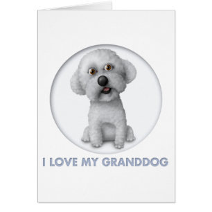 Bichon Frise Granddog