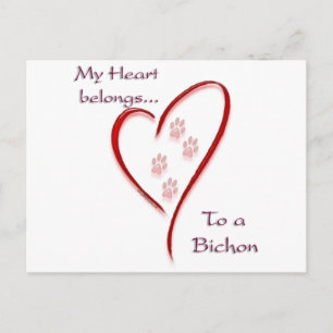 Bichon Frise Heart Belongs Postcard