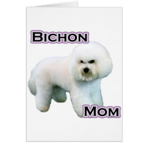 Bichon Frise Maman 4