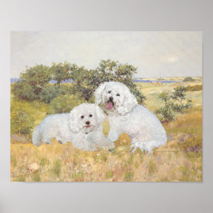 Bichon Frise Meadow View Poster