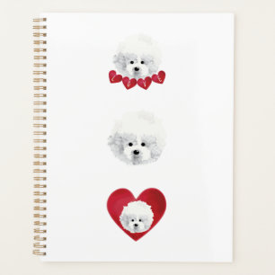 Bichon Frise _ mélange _