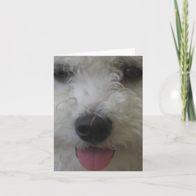 Bichon Frise - Notecard (Front)