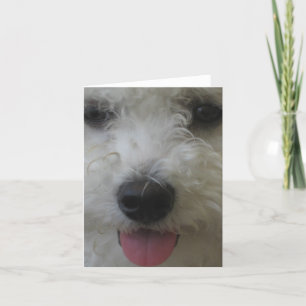 Bichon Frise - Notecard