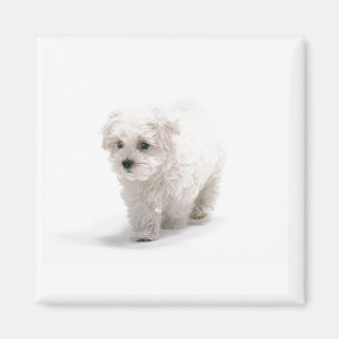 Bichon Frise Photo Magnet